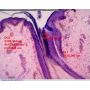 [AM4515T5] Dino-Lite Digital Microscope (USB 2, 1.3MP) AMR - 500-550x thumbnail