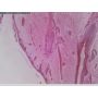 [AF7915MZT] Dino-Lite Digital Microscope (USB 2, 5MP) AMR / FLC / EDOF / EDR +WiFi-Ready -10-140x thumbnail