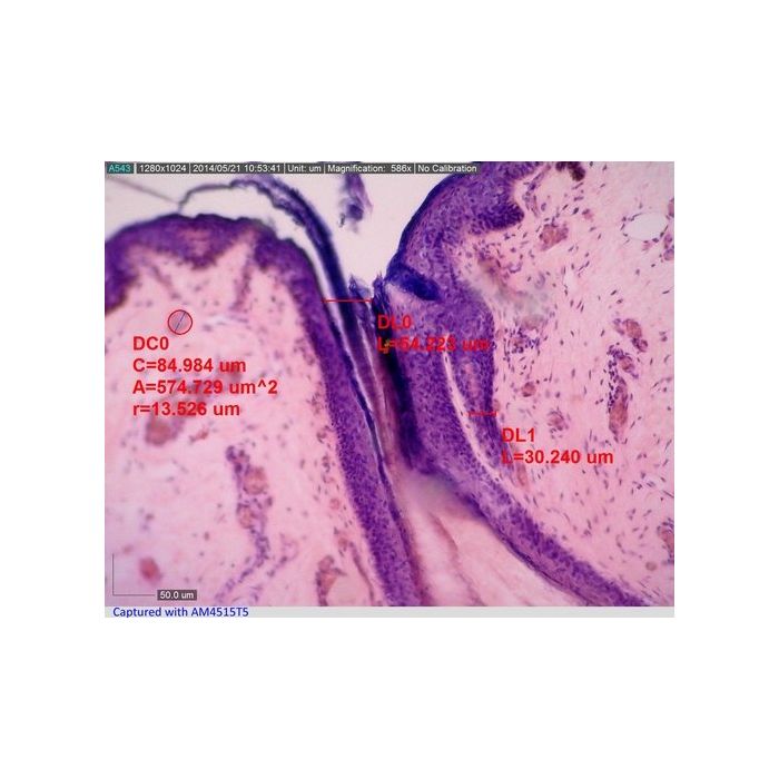 [AM4515T5] Dino-Lite Digital Microscope (USB 2, 1.3MP) AMR - 500-550x