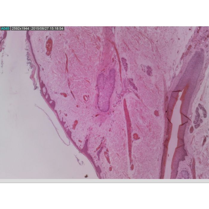 [AF7915MZT] Dino-Lite Digital Microscope (USB 2, 5MP) AMR / FLC / EDOF / EDR +WiFi-Ready -10-140x